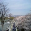 北千里の桜