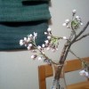 テーブルの上の桜